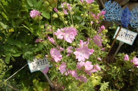 http://www.hildegard-kraeuter-garten.at/media/kraeuterwelt 2010/kraeuter-malve.JPG